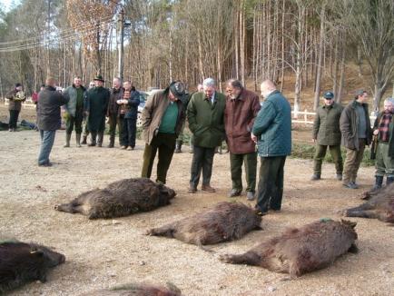 Bilanţul vânătorii de la Balc: peste 250 de mistreţi împuşcaţi 